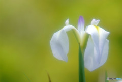 涼暮月・夢日記・Ⅴ