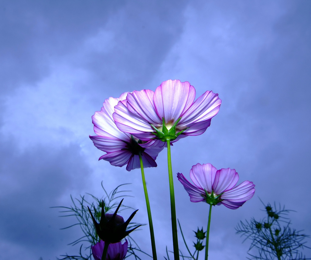 嵐の前に・こすもす