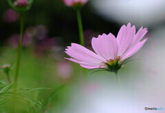 Japanese Beauty✿愛しき華