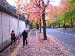 紅葉散歩✿三色彩道