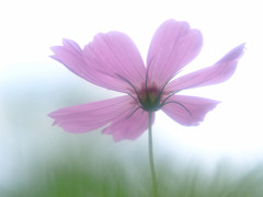 秋桜物語・序章