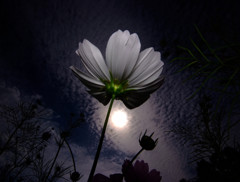 秋雲と秋桜