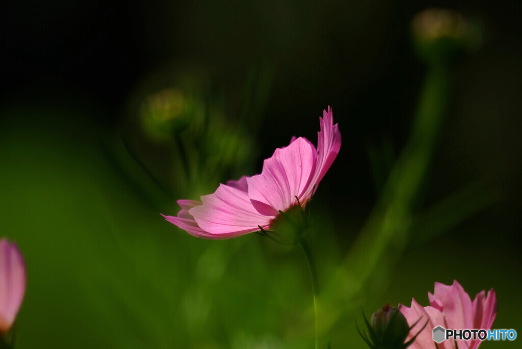 Yokogao✿秋色の季節