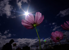 My Treasure・希望の光 My Treasure・希望の光