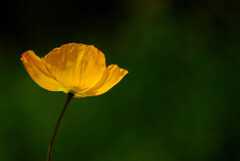 4月の彩✿Poppy