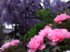 藤と牡丹✿京の華