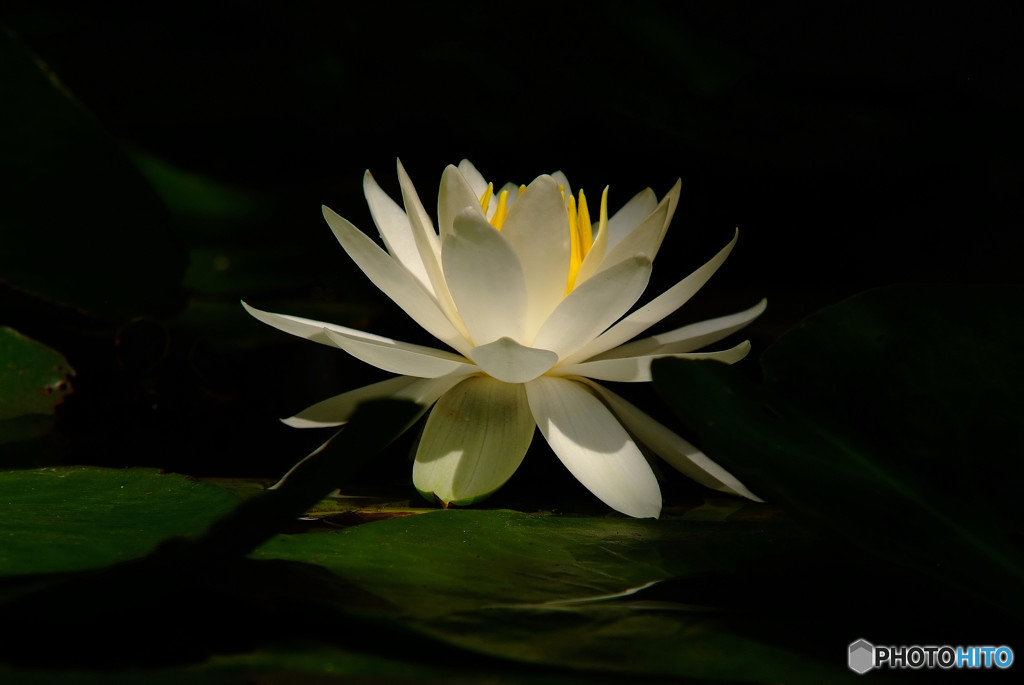 純潔・花言葉