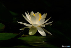 純潔・花言葉