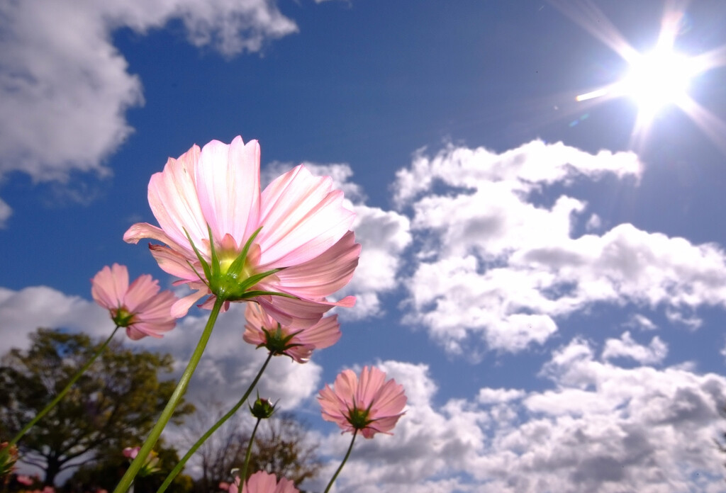 秋空に誘われて✿コスモス