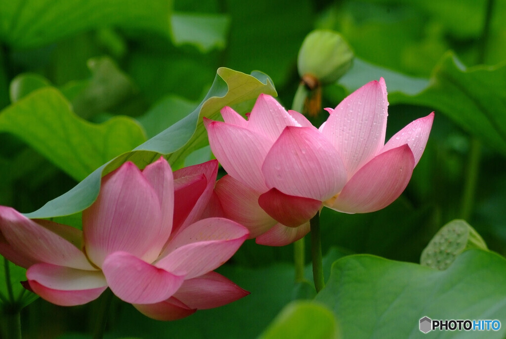 我が人生✿蓮華物語Ⅶ
