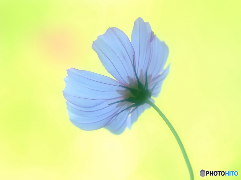 揺れる想い・コスモス