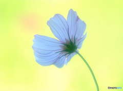 揺れる想い・コスモス