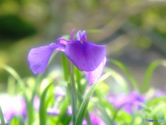 奇跡を望むなら・華