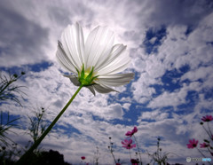 秋空とコスモスの詩