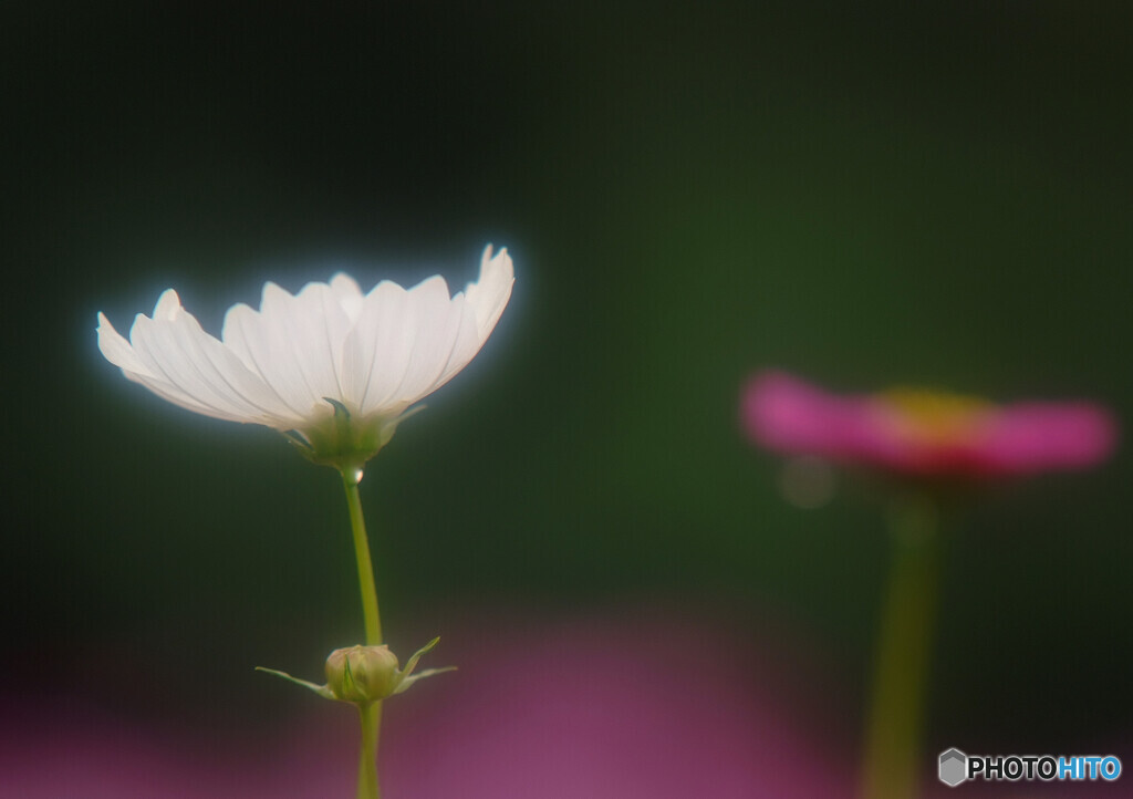 Cosmos theaterⅣ✿2020秋