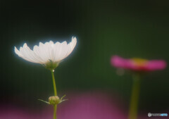 Cosmos theaterⅣ✿2020秋