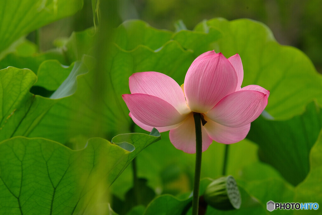 蓮舞う季節に✾華