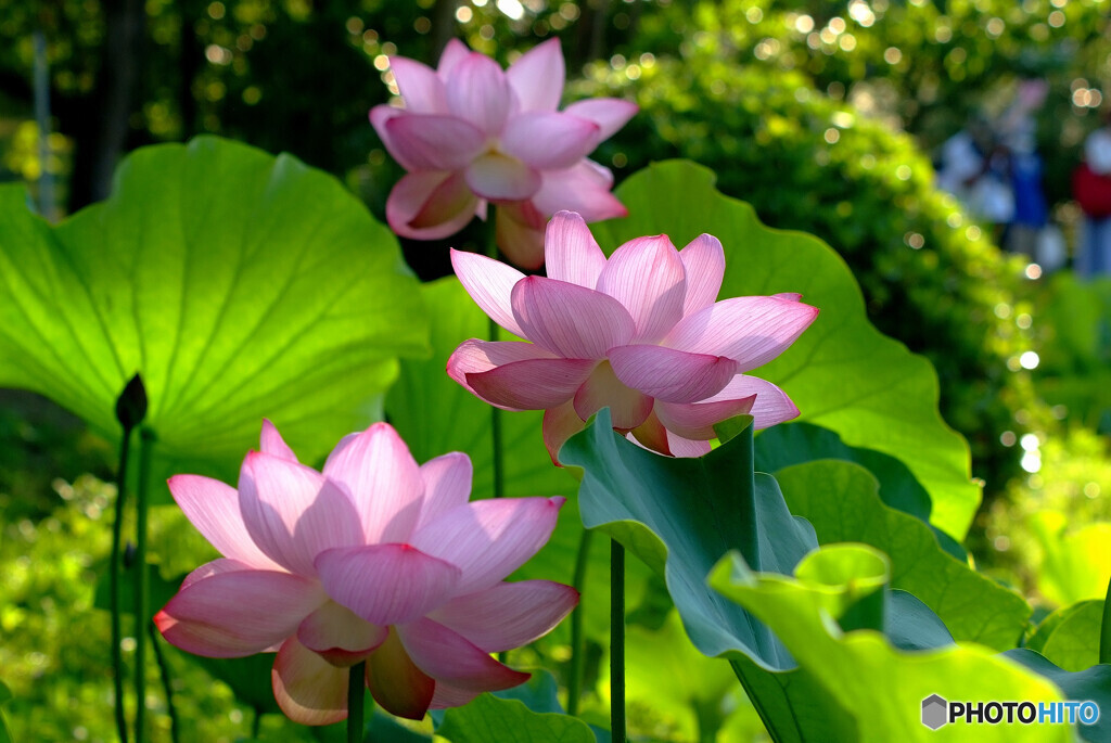 家族の時間❁蓮