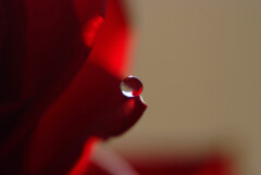 一粒の想い✿雫