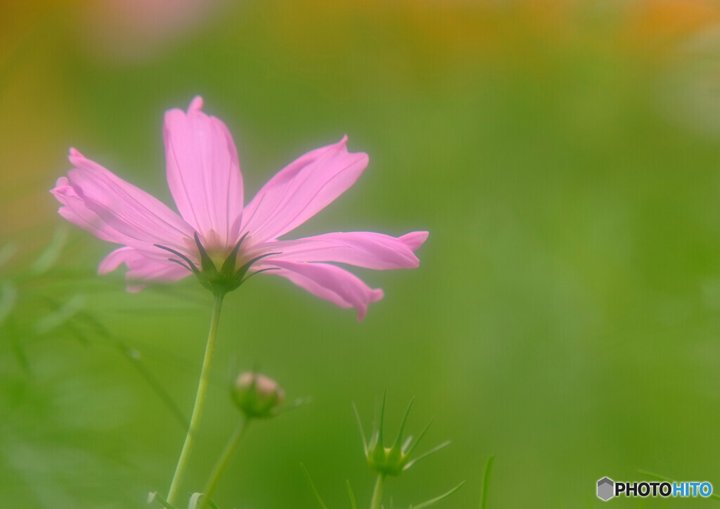 秋の訪れⅣ✾2020