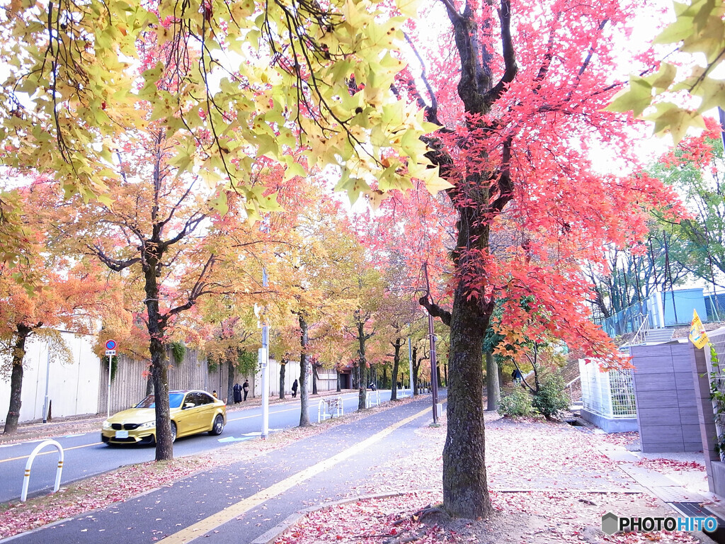 紅葉散歩Ⅶ❁三色彩道2024