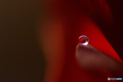 やすらぎの時✾雫