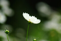 Japanese Beauty✿癒やしの時