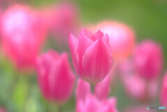 心に火をつけろ・華