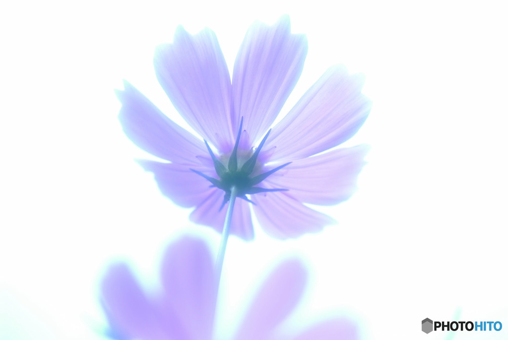 夢の第２章・華