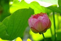 ひとやすみ✿初夏の蓮華
