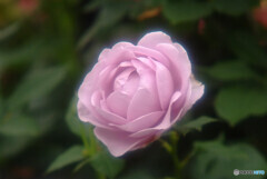 Japanese Beauty✿皐月の詩