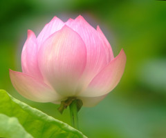 初夏の足音・華