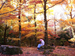 翳りゆく紅葉✿万博2025