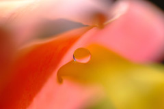 君は天然色・雫