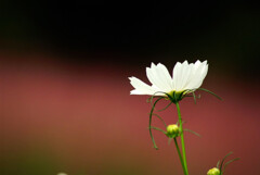 おかえり✿Cosmos2025