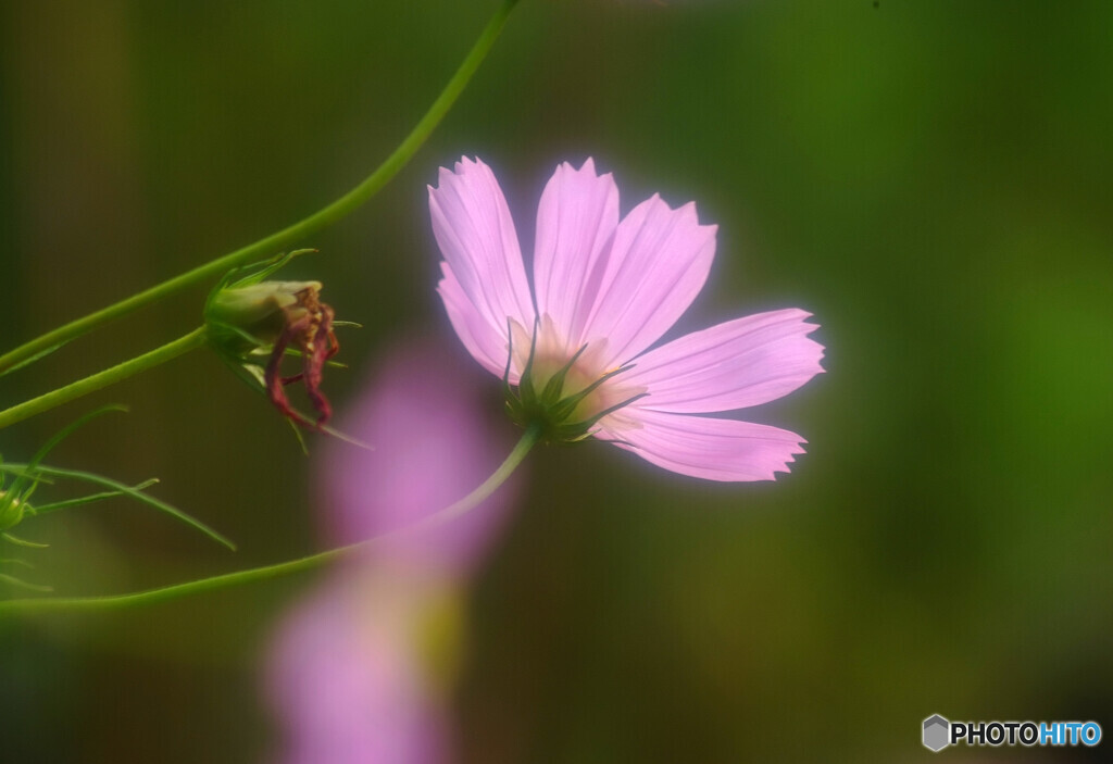 秋を感じて✿秋桜2024