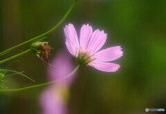 秋を感じて✿秋桜2024