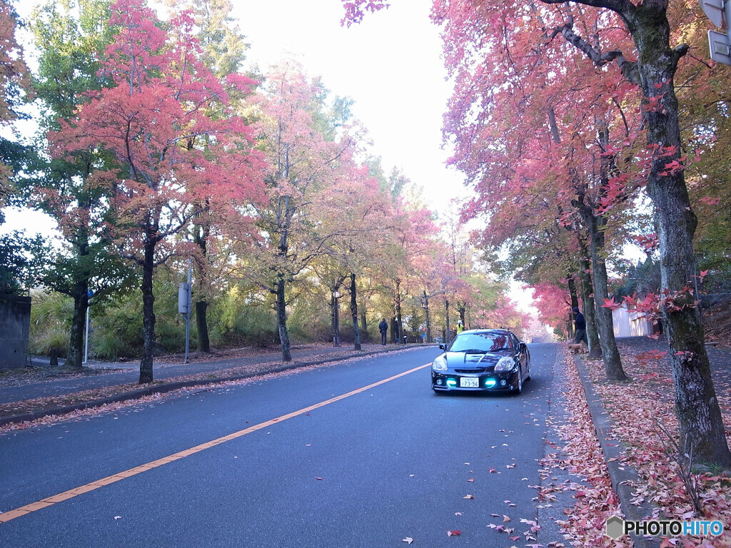 紅葉Drive・2020