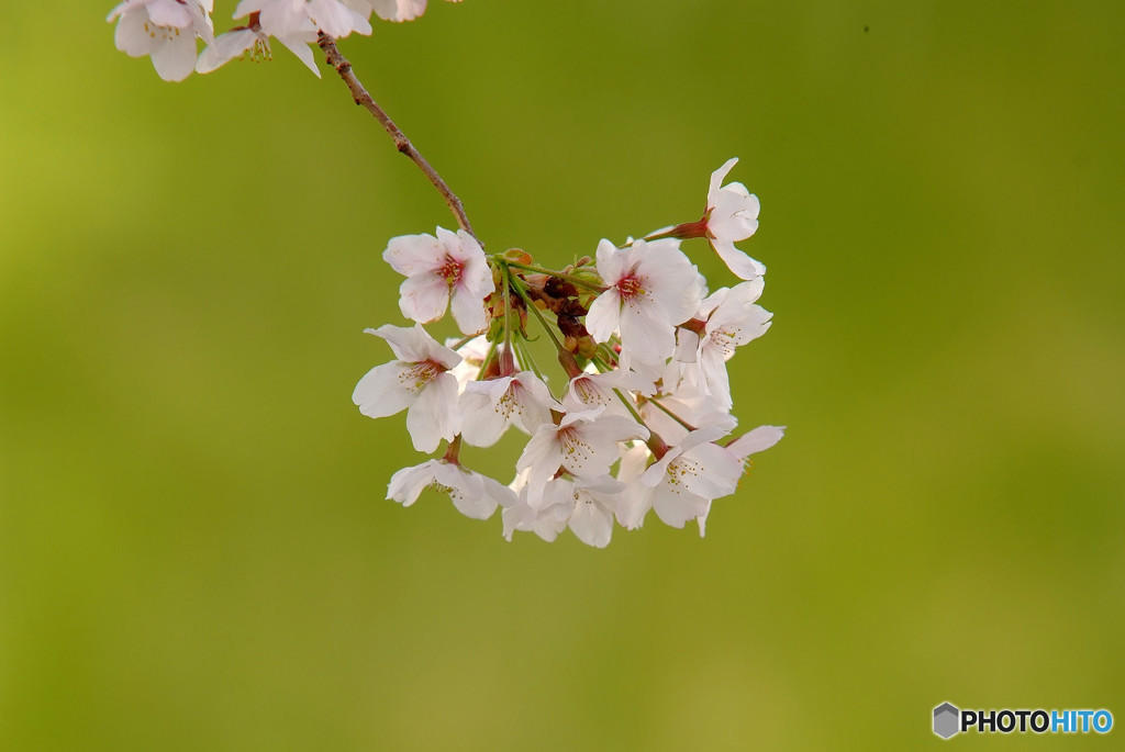 春便り・SAKURA