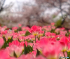 桜の下で逢いましょう