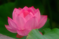 蓮物語・最終章