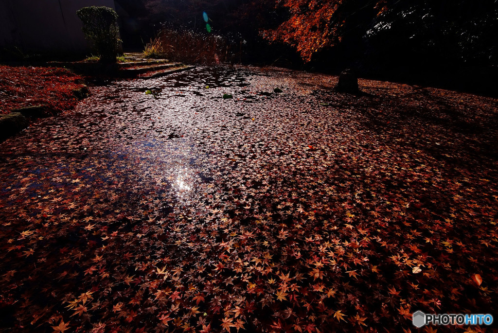 出会いと別れ・紅葉