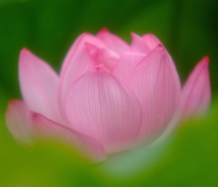 たからもの・蓮