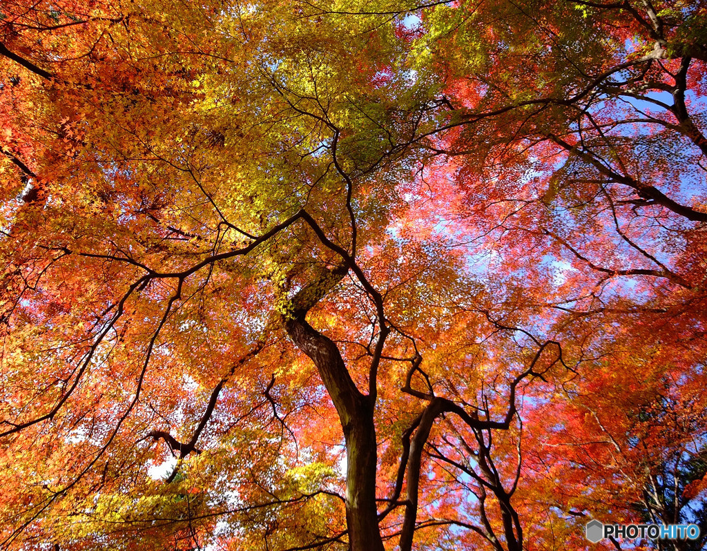 紅葉スケッチ・北摂