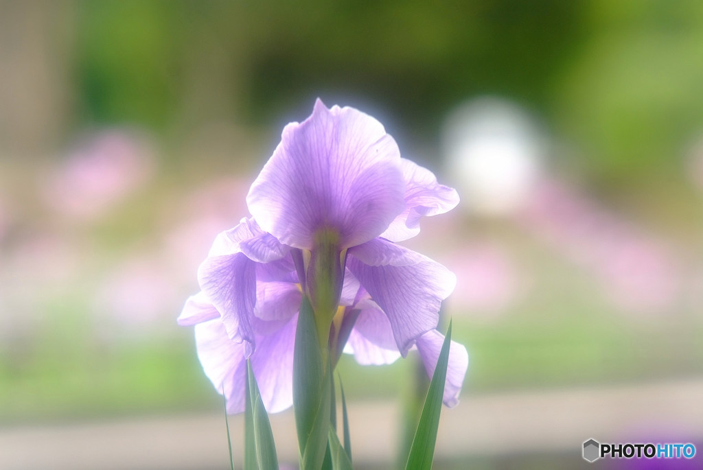 見返り美人・華