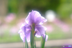 見返り美人・華