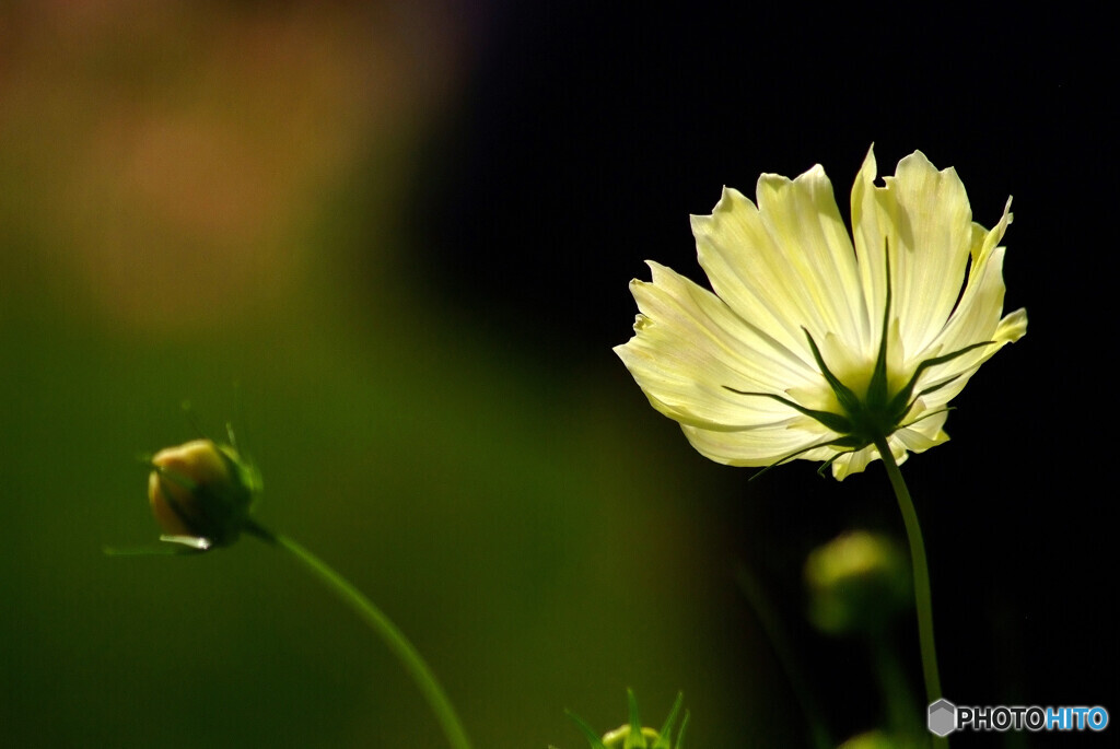 神無月の花火✾花の丘