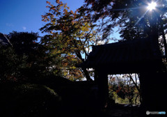 光と影・紅葉