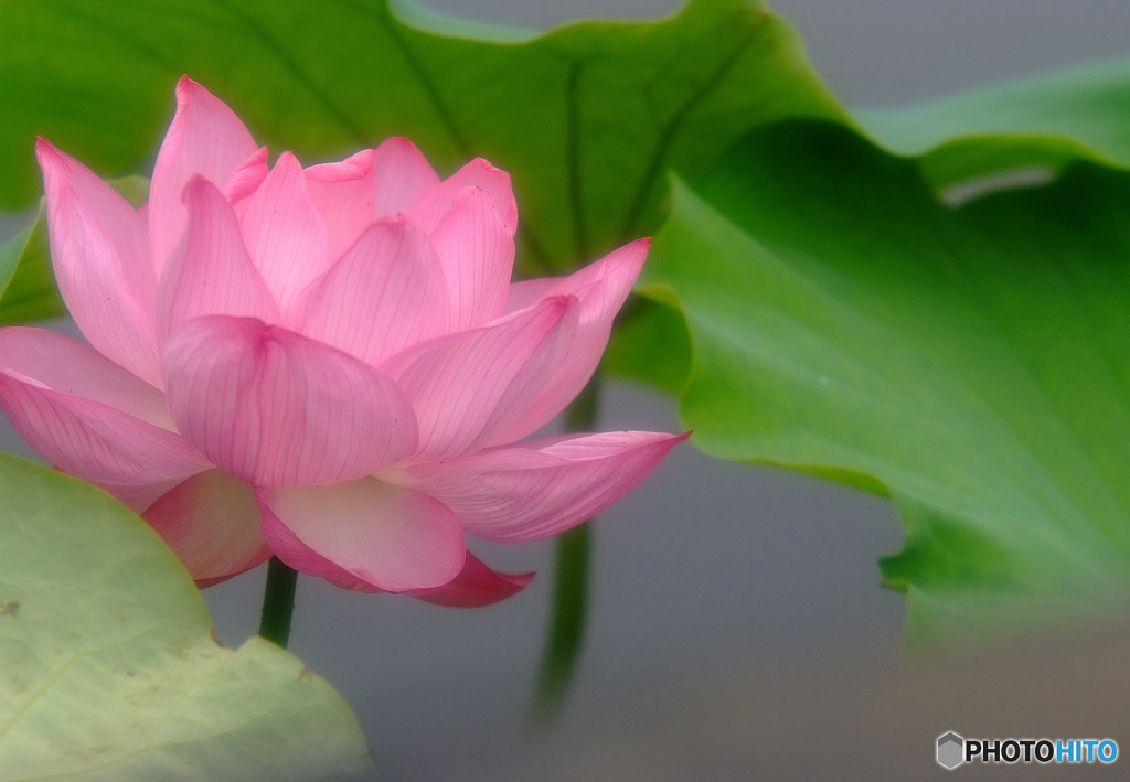 涼を求めて・蓮