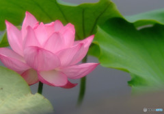 涼を求めて・蓮